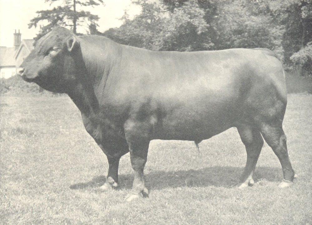 RED POLLED BULL.